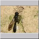 Trypoxylon figulus - Grabwespe w04 13mm OS-Wallenhorst-Tongrube-Lehmwand - det.jpg